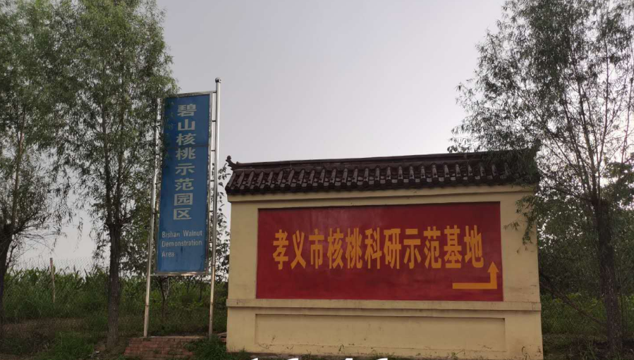 孝義農(nóng)產(chǎn)品大市場丨力爭讓孝義核桃插上翅膀，飛向全國！