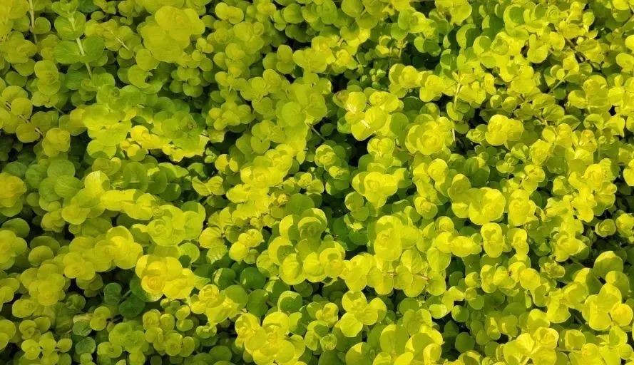 未來5年，農(nóng)業(yè)產(chǎn)業(yè)8大投資重點在哪里？